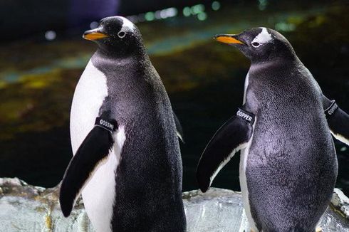 Dianggap Sebagai Hewan Setia, Penguin Ternyata juga Bisa 