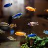 Ingin Bisnis Ikan Hias? Mahasiswa Unpad Hadirkan Pelatihan Perikanan Online