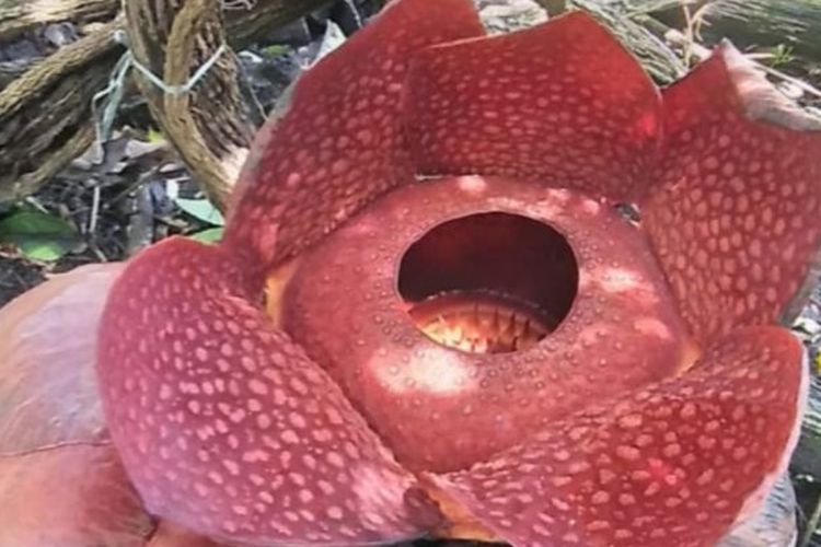 Bunga rafflesia yang mekar dalam halaman rumah warga di Palupuh, Agam, Sumatera Barat.