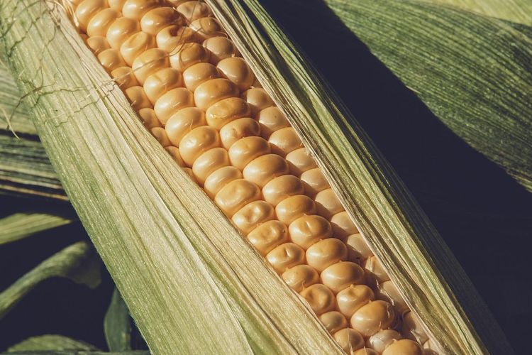 Ilustrasi jagung, jagung manis. 