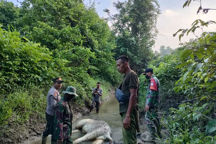 Seekor gajah jantan dilaporkan teas di aliran sungai Desa Peunaron Lama, Kecamatan Peunaron, Kabupaten Aceh Timur, Provinsi Aceh, Sabtu (30/4/2022).