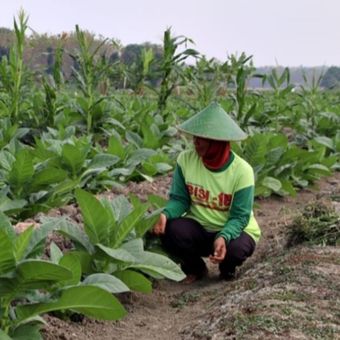 Seorang petani sedang merawat tanaman tembakau di sawah