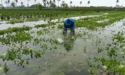 Ratusan Hektar Sawah di Pangandaran Terendam Banjir, Kementan Ajak Petani Manfaatkan Asuransi Pertanian