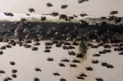 Cara Mengusir Lembing Hitam, Hama Padi yang Kerap Masuk ke Rumah