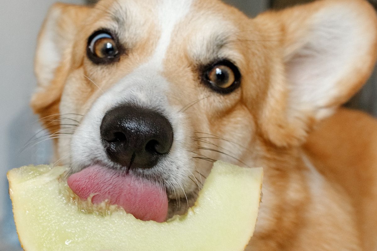 Ilustrasi anjing makan buah.