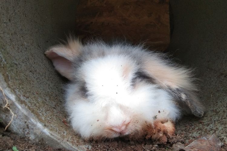 Tikus dan kelinci berkembang biak dengan cara
