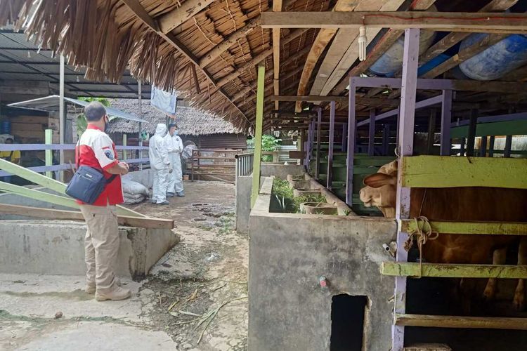 Petugas setempat melakukan pengambilan sampel pada sapi yang diduga terjangkit penyakit kuku dan mulut (PMK) di Kota Langsa, Aceh, Kamis (12/5/2022)