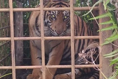 Dua Ekor Harimau Sumatera Masuk Perangkap BKSDA di Solok