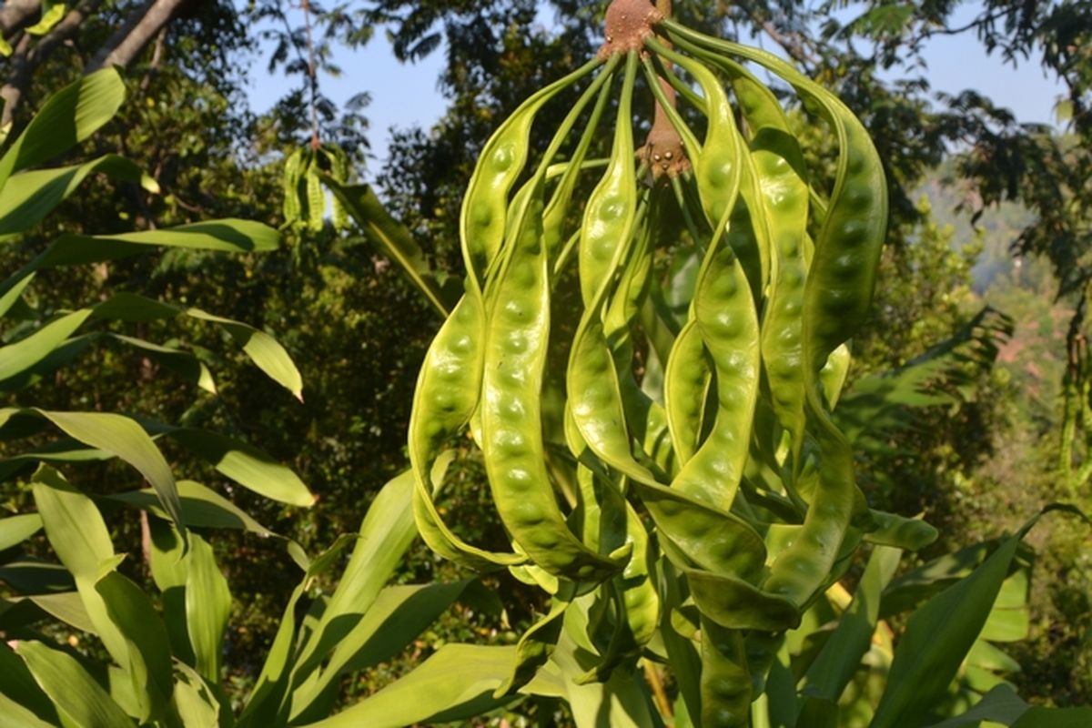 Ilustrasi menanam petai, pohon petai, buah petai. 