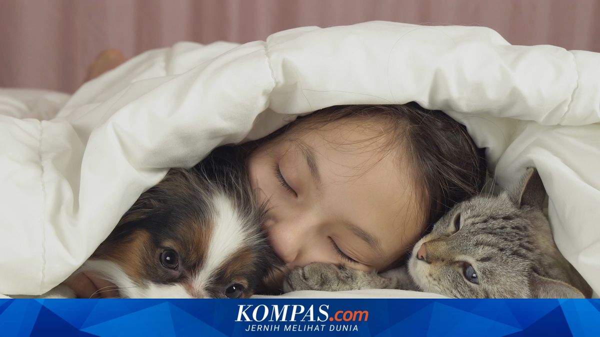 12 Tanda Kucing Bahagia dengan Pemiliknya