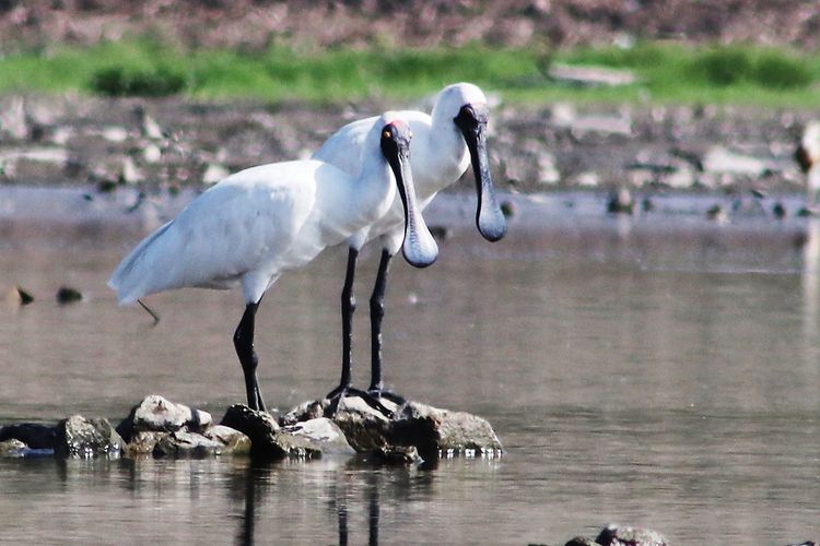 Ibis sendok raka atau Royal Spoonbill (Platalea regia) menjadi salah satu ikon keanekaragaman hayati Danau Limboto di Provinsi Gorontalo. Danau yang memiliki luas 3000 hektar ini juga menjadi rumah bagi puluhan jenis burung bermigrasi dari belahan bumi utara dan belahan bumi selatan.