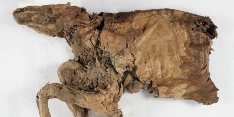 Mumi karibu yang ditemukan di Kanada utara