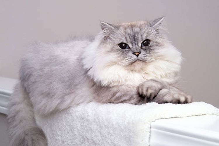 Karakteristik dan tips merawat kucing Persia.