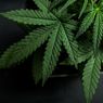 4 Hektare Ladang Ganja di Mandailing Natal Ditemukan Petugas, Identitas Pemilik Sudah Diketahui