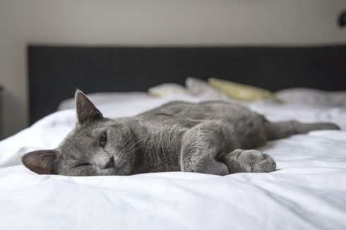 Apakah Kucing Bisa Alami Nyeri Sendi karena Asam Urat?