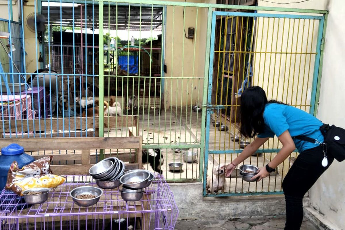 Aktivis pecinta hewan memberi makan anjing dan membersihkan shelter hewan yang terletak di Jalan Sulawesi, Kota Blitar, Selasa (2/1/2024)