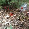 Sampah Bambu Penuhi Aliran Sungai Cikeas, DLH Kota Bekasi Terjunkan 