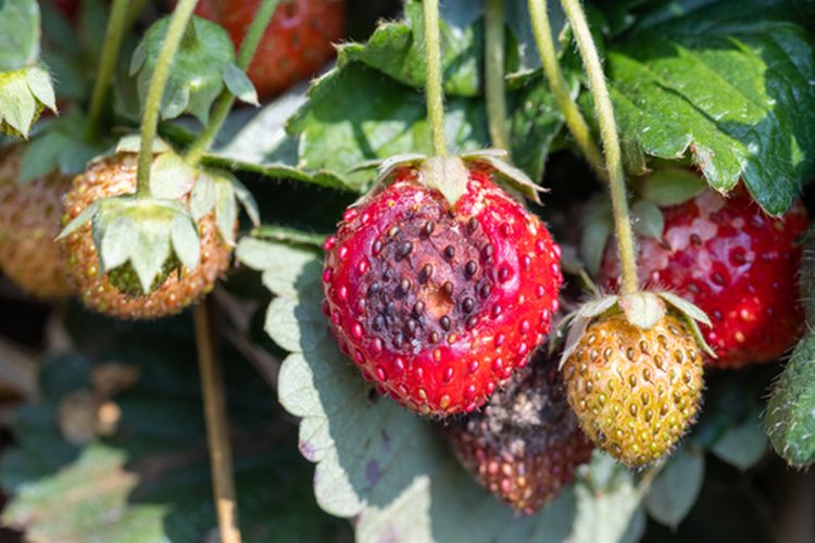 Ilustrasi busuk buah strawberry