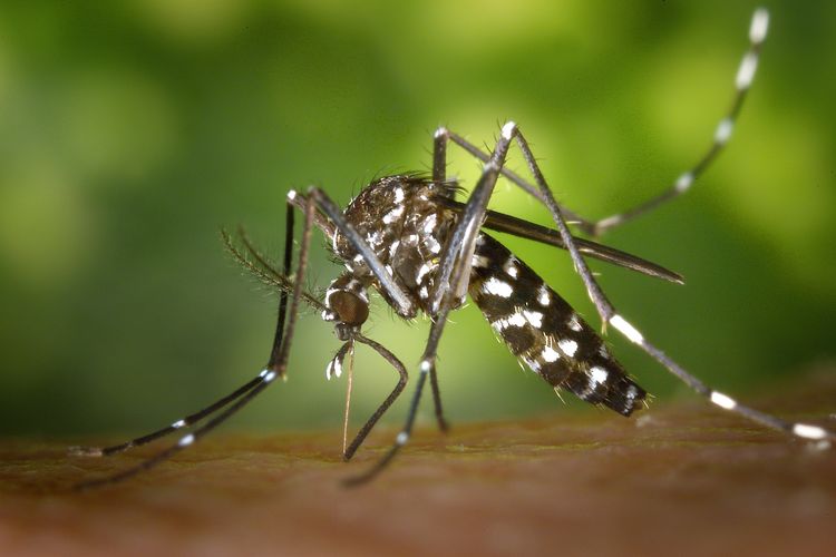 Cara kerja nyamuk wolbachia untuk mengatasi virus dengue diawali dengan memasukkan bakteri wolbachia ke dalam telur Aedes aegypti ini. 
