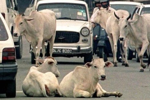 Negara Bagian Maharashtra Larang Penjualan Daging Sapi