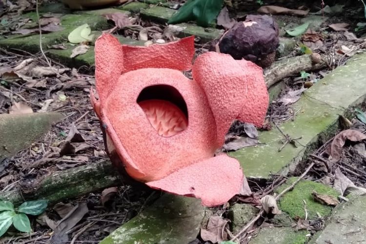 Bunga Langka Rafflesia Patma Koleksi Kebun Raya Bogor Kembali Mekar