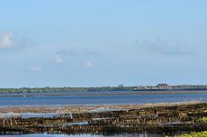 Mangrove G20 Terancam Gagal Tumbuh, Tahura Ngurah Rai: Ibaratnya Melawan Alam