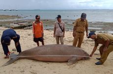 Viral Video Ikan Duyung di Pantai Ambon, Hewan Apa Itu?