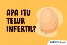 INFOGRAFIK: Telur Infertil dan Ciri-cirinya