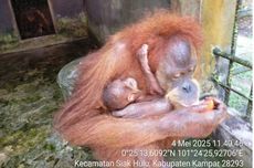 Bayi Orangutan Sumatera Lahir di Riau, Dinamai Ade