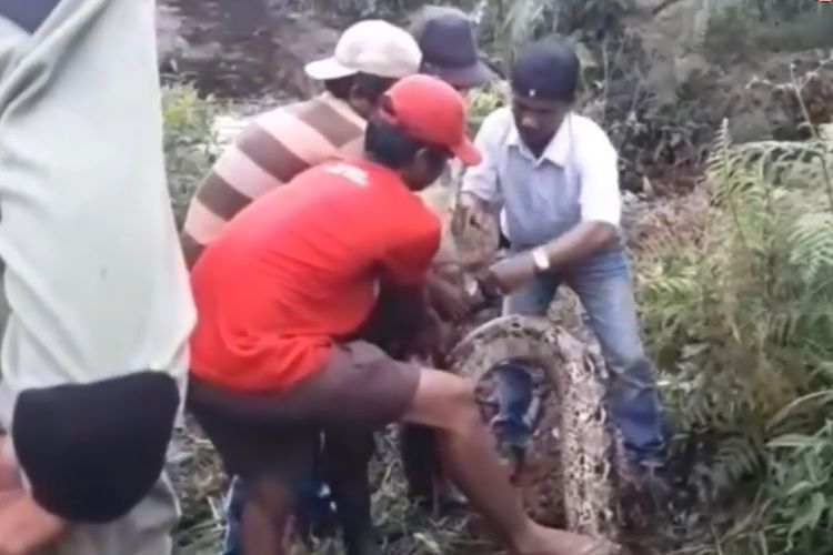 Beredar sebuah video yang menampilkan ular piton diangkut menggunakan alat berat, ekskavator, di Riau.
