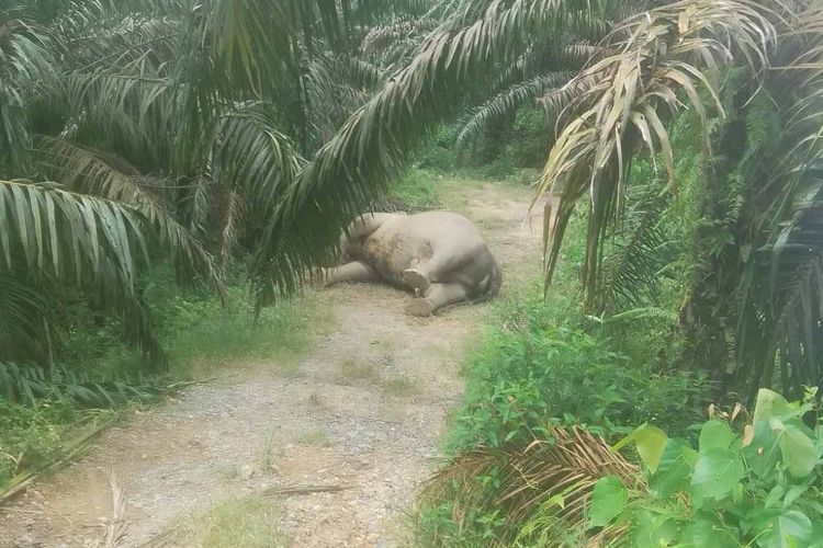 Gajah Sumatera Ditemukan Mati di Kebun Sawit Aceh Tamiang, Penyebab Masih Misterius