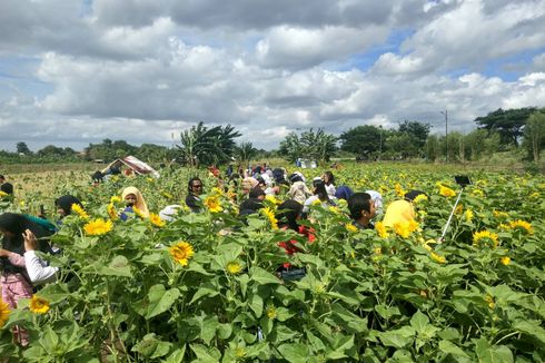 Melihat Kebun Bunga Matahari di Tangerang yang Viral