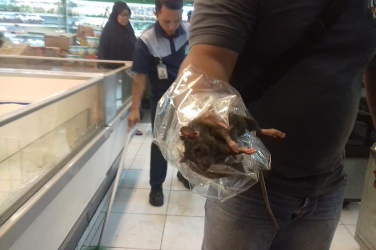 Tikus berukuran besar yang ditangkap Satgas Pangan Dinas Ketahanan Pangan Kota Bandar Lampung dari freezer makanan beku di salah satu supermarket di Bandar Lampung, Rabu (12/2/2020).