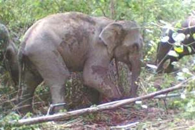Gajah Sumatera.