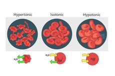 Larutan Hipotonik, Hipertonik, dan Isotonik