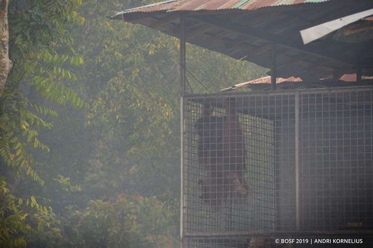 Kondisi orangutan di Pusat Rehabilitasi Orangutan Nyaru Menteng, Kalimantan Tengah.
