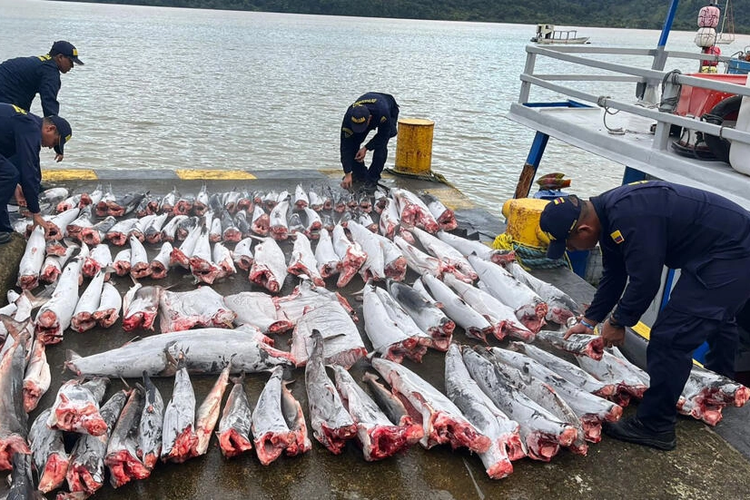 Foto ikan milik Angkatan Laut Nasional Kolombia yang disita dari nelayan ilegal di Pulau Malpelo, Kolombia pada Jumat (5/5/2023).