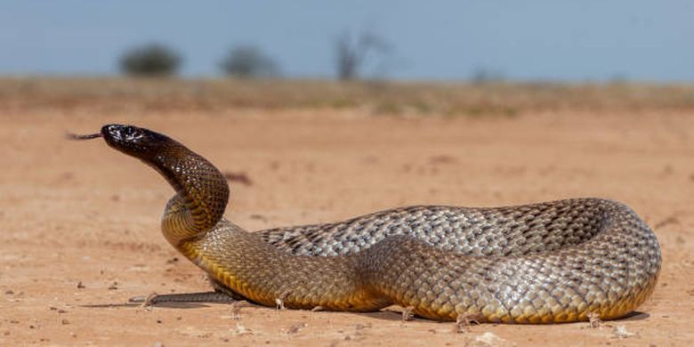 Inland Taipan (Oxyuranus microlepidotus), salah satu ular paling mematikan di dunia.