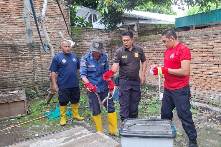 Evakuasi ular kobra di rumah warga di Sumbawa, NTB, Senin (8/1/2024)