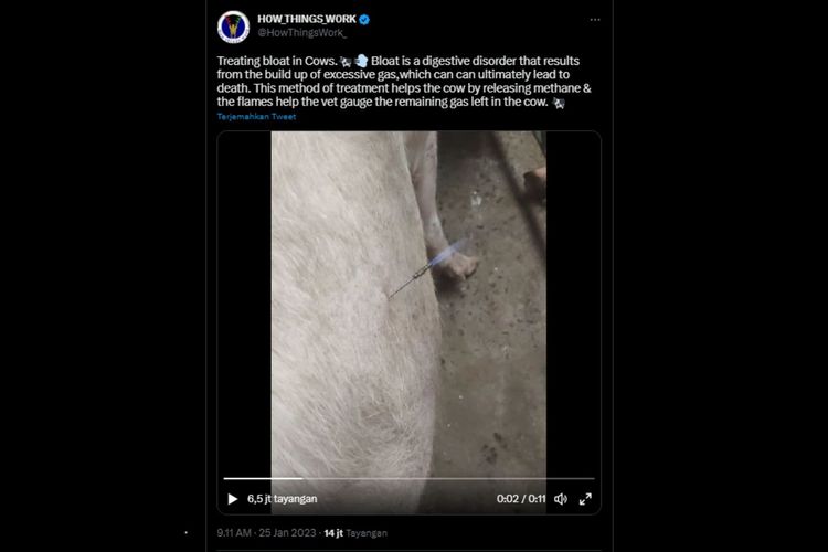 Salah satu akun Twitter mengunggah video ketika perut sapi yang kembung mengeluarkan aoi dan unggahan ini sudah ditayangkan sebanyak 6,5 juta kali hingga Minggu (19/2/2023).