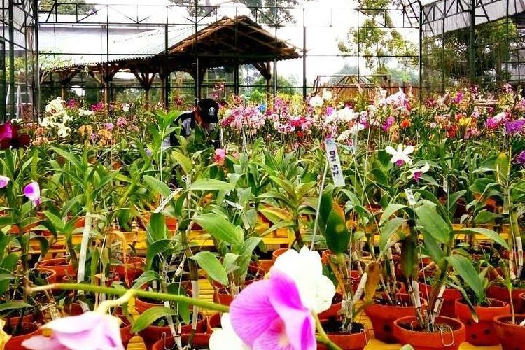 Berbagai macam bunga anggrek di Kampoeng Anggrek Kediri