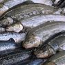 10 Kebiasaan Ikan Salmon yang Mengejutkan