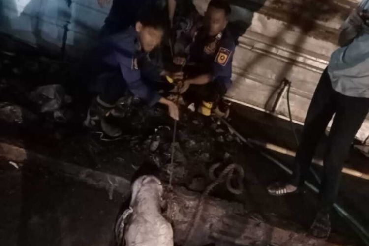 Sapi Kurban di Bogor Ngamuk Saat Diturunkan dari Pick Up, Kabur hingga Masuk Gorong-gorong