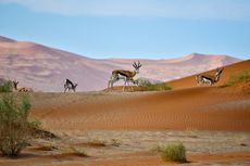 Liburan ke Namibia Afrika, Kini Bisa Ajukan Visa Turis secara Online