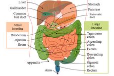 Perbedaan Usus Halus dan Usus Besar