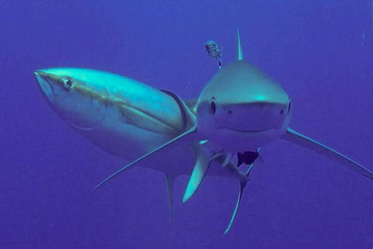 Tuna sirip kuning menggosokkan kepala mereka pada ekor hiu.