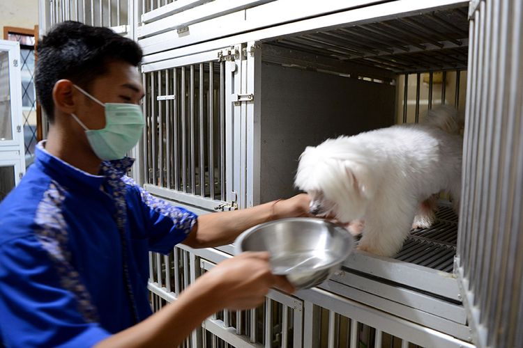 Pekerja merawat anjing yang dititipkan di Glory Petshop, Jakarta Barat, Kamis (30/5/2019). 