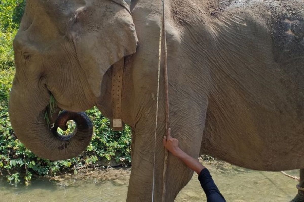 Pemasangan GPS collar pada induk gajah di Aceh
