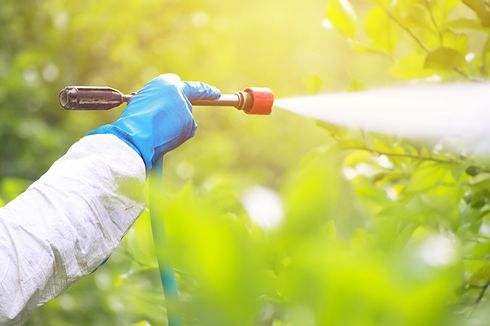 6 Cara Aman Menggunakan Pestisida agar Tak Membahayakan Tubuh