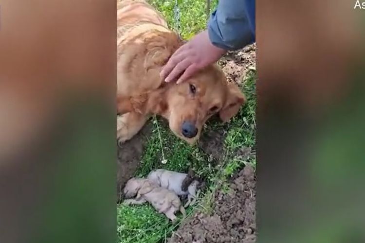 Tangkapan layar dari Daily Mail menunjukkan seekor induk anjing menangisi dua anaknya yang sudah mati, sembari menggali kuburan mereka.